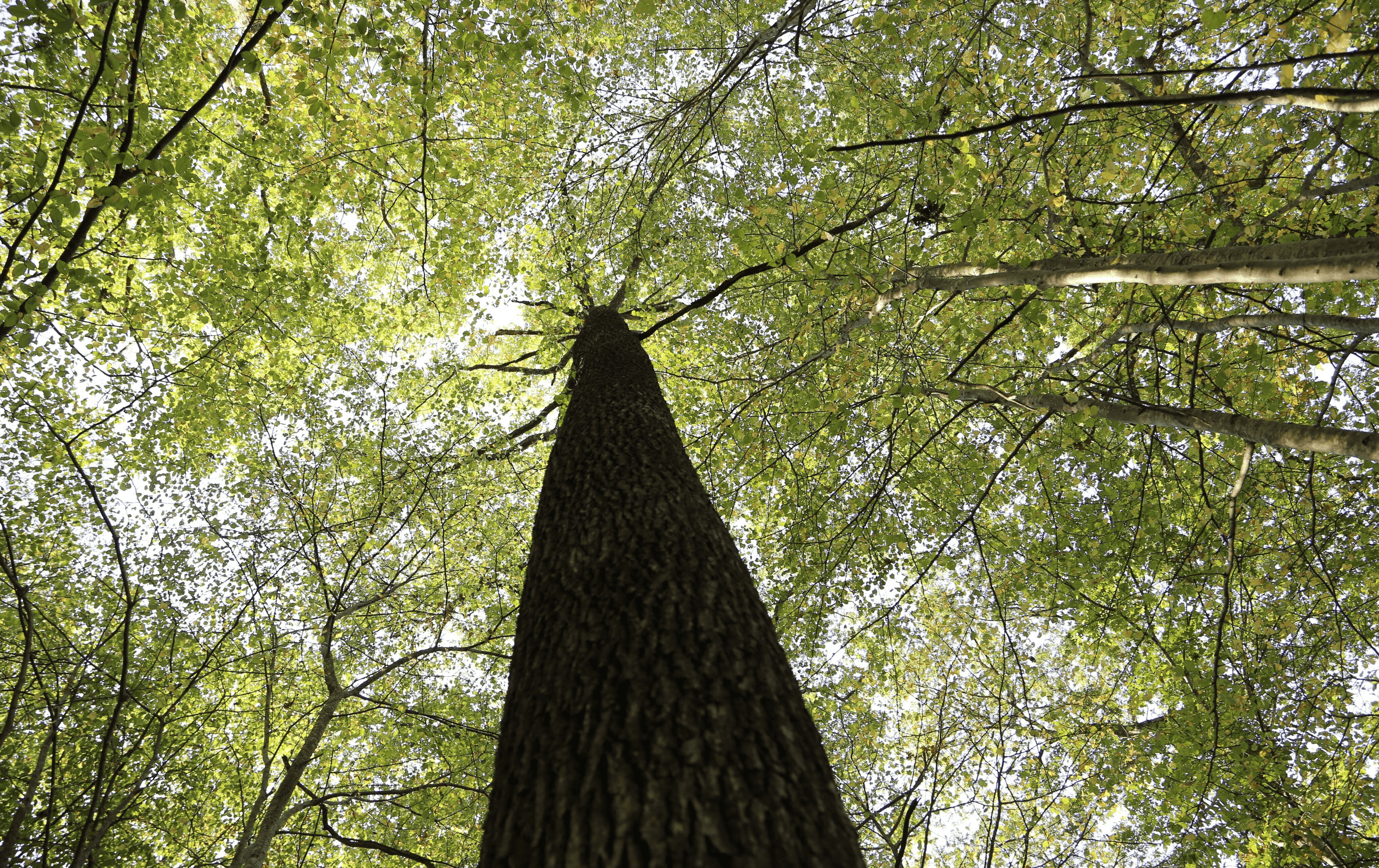 Forêt : un placement patrimonial entre fiscalité attractive et vision long terme