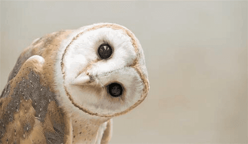 Quand la chouette effraie… (Amplegest)