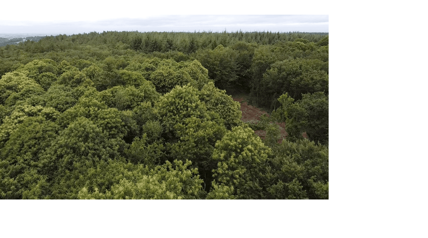 CœurForest, le GFI de Sogenial Immobilier, s’ancre en Bretagne avec une acquisition forestière d’exception