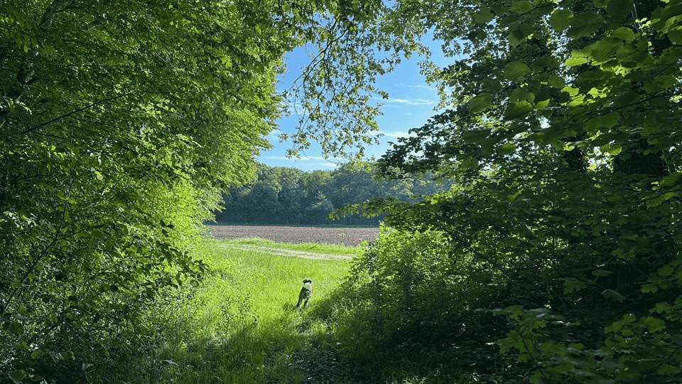 SOGENIAL Immobilier acquiert deux forêts pour le GFI CœurForest