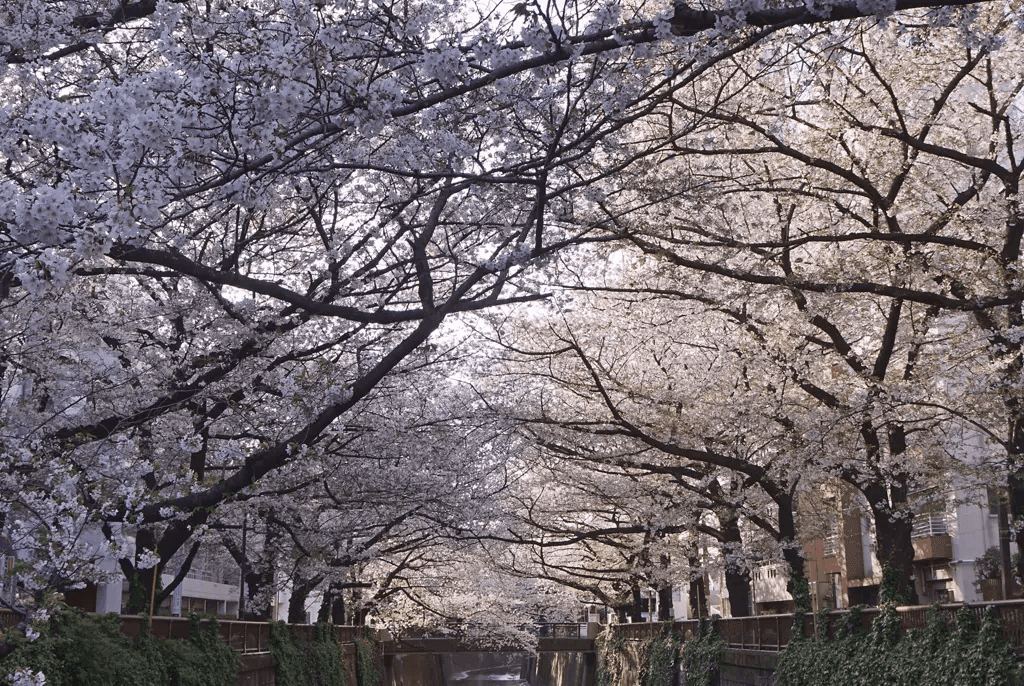 Obligations japonaises : faut-il vraiment craindre un choc pour vos investissements ? (Pictet AM)